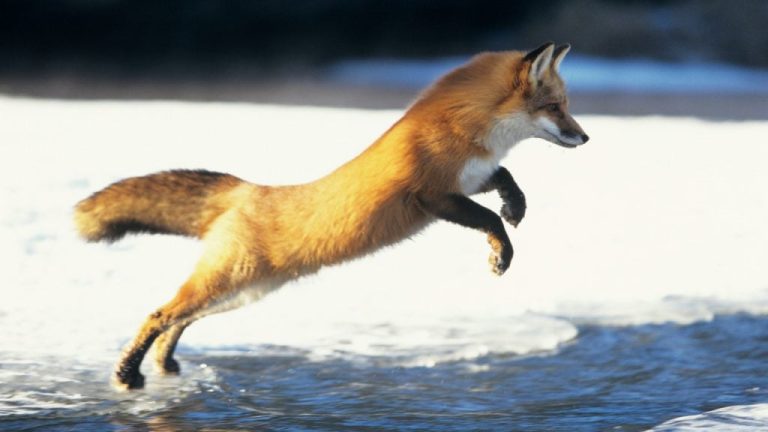 How Mozilla’s AI Strategy Disconnects From Its Browser Heritage